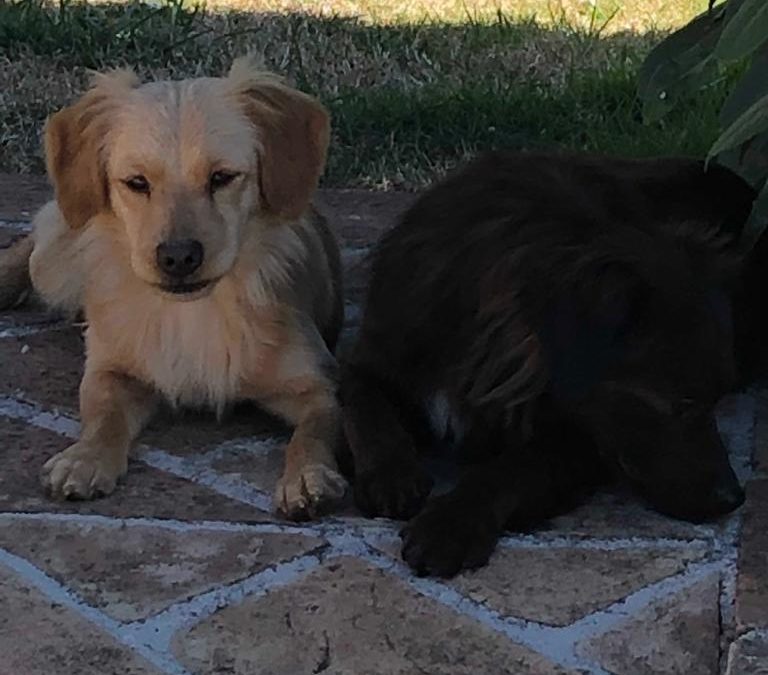 Pippo e Pippa