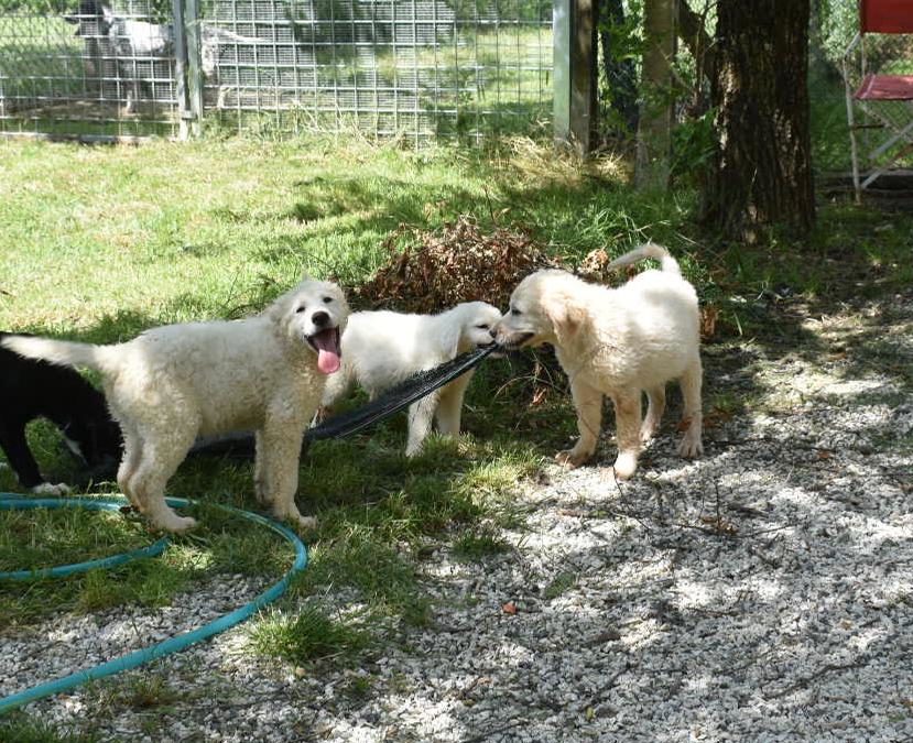 Zorro, Eva e Palla di Neve